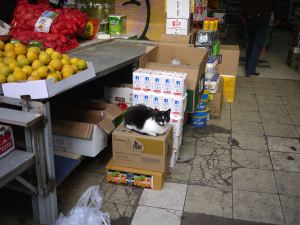 carmel market cat tel aviv ausplendor